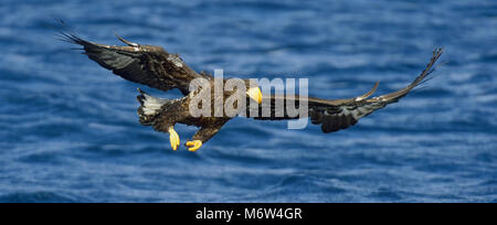 Steller`s sea eagle flying with spread the wings, fishing. Juvenile Steller`s sea eagle (Haliaeetus pelagicus). Stock Photo